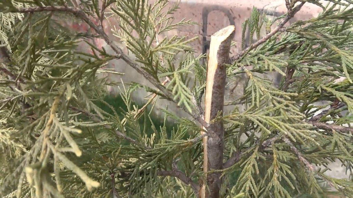 Kırıkkale'de parktaki 30 ağaç kesildi