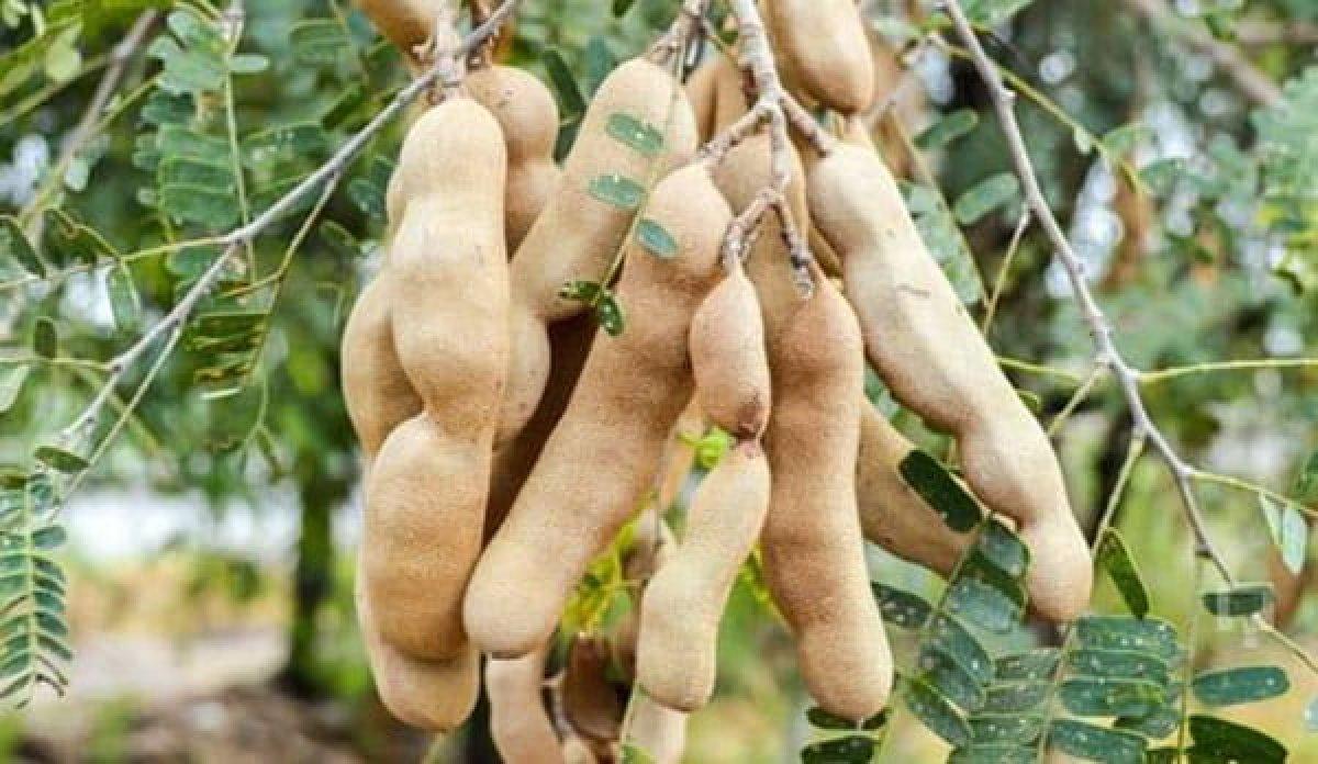 Demirhindi nedir, faydaları nelerdir? Demirhindi şerbeti nasıl yapılır?