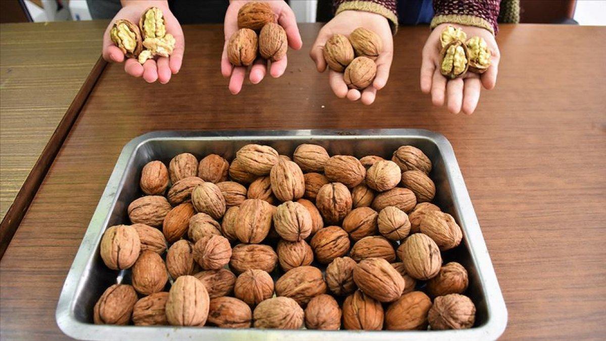 Beyşehir'de ceviz üretiminin yaygınlaşmasına çalışılıyor