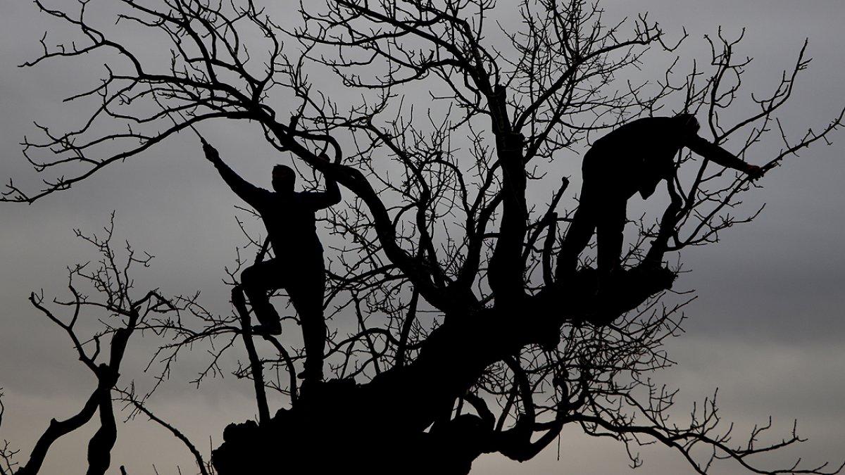 Gaziantep'te 7 asırlık fıstık ağacı, yılda 200 kilo ürün veriyor