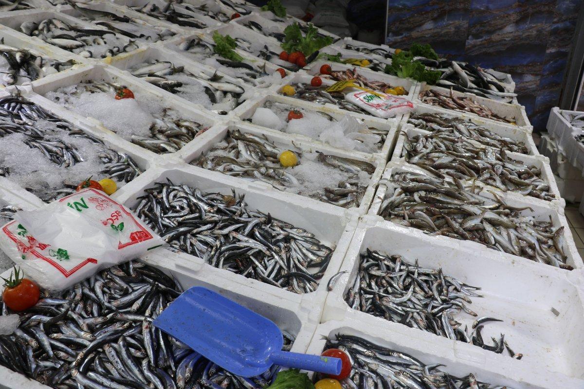 Samsun'da hamsi azaldı, ‘çaça’ avı başladı