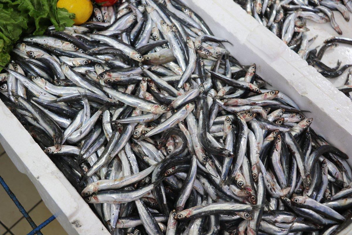 Samsun'da hamsi azaldı, ‘çaça’ avı başladı