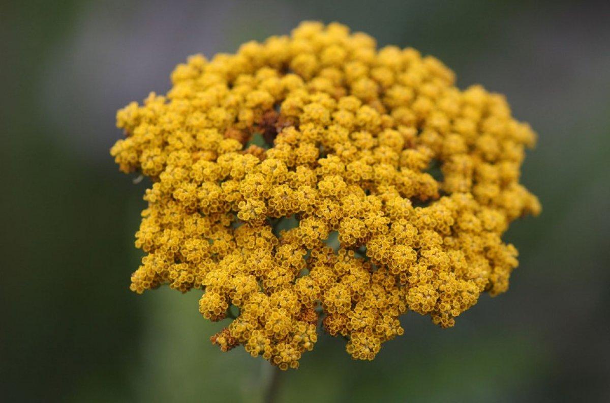 Civanperçemi faydaları nelerdir, neye iyi gelir? Civanperçemi nasıl tüketilir?