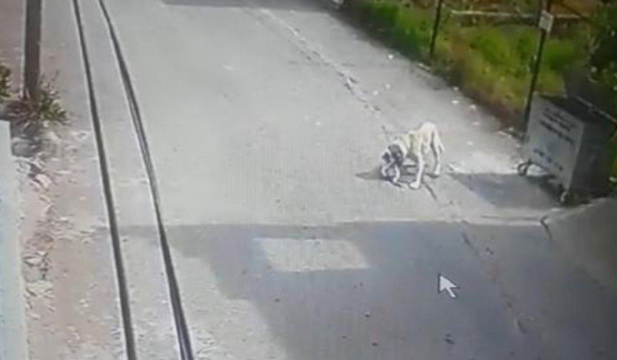 Hatay'da köpeğin saldırısına uğrayan kedi