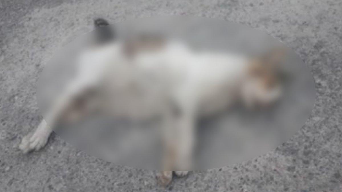 Hatay'da köpeğin saldırısına uğrayan kedi