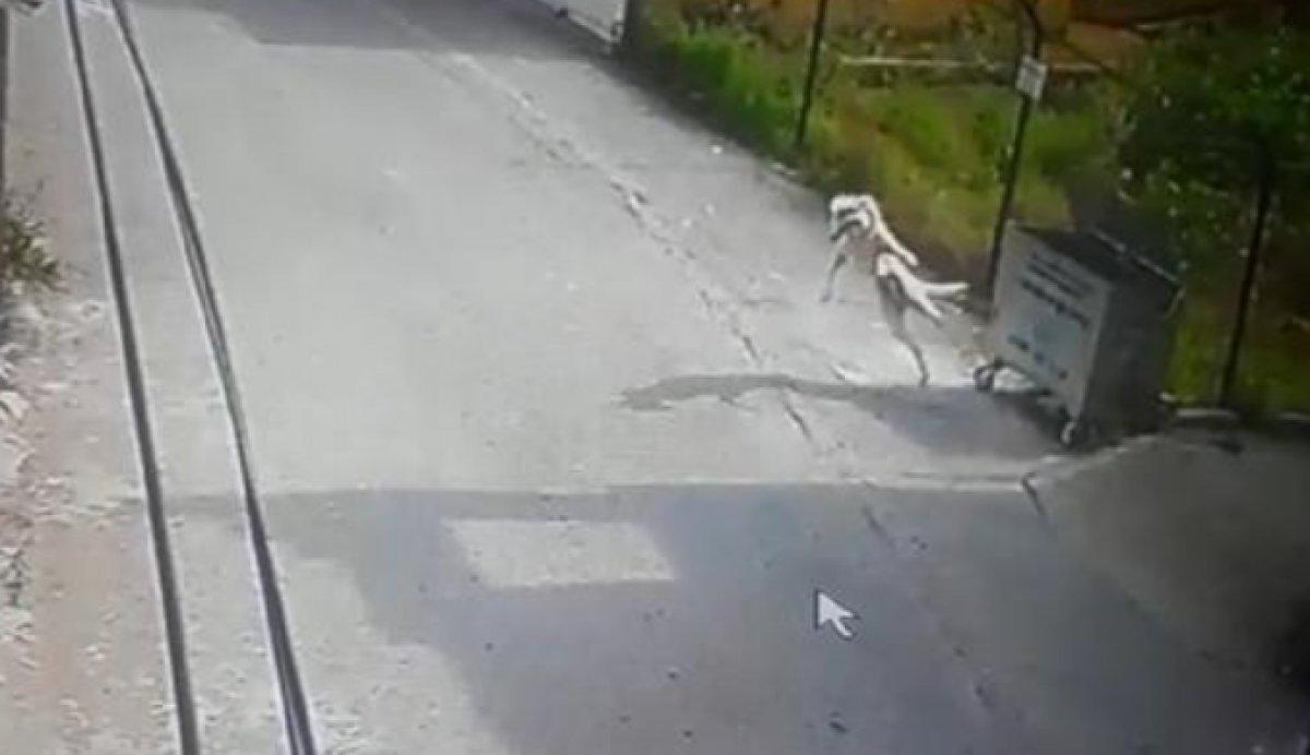 Hatay'da köpeğin saldırısına uğrayan kedi