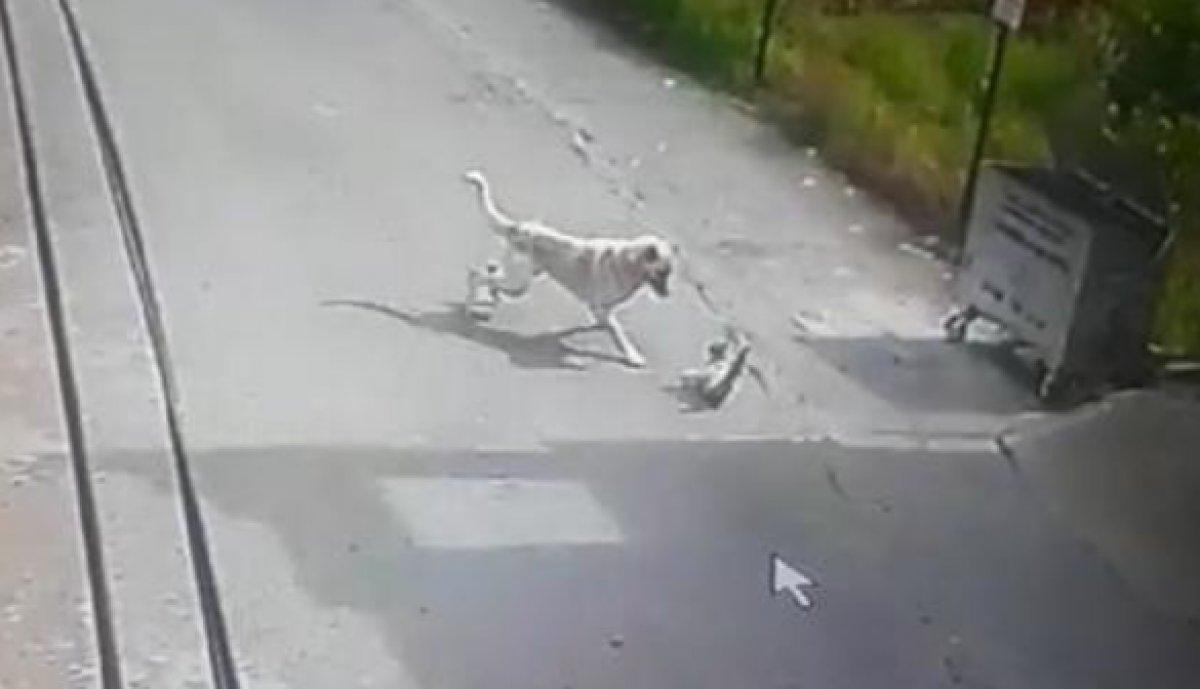 Hatay'da köpeğin saldırısına uğrayan kedi