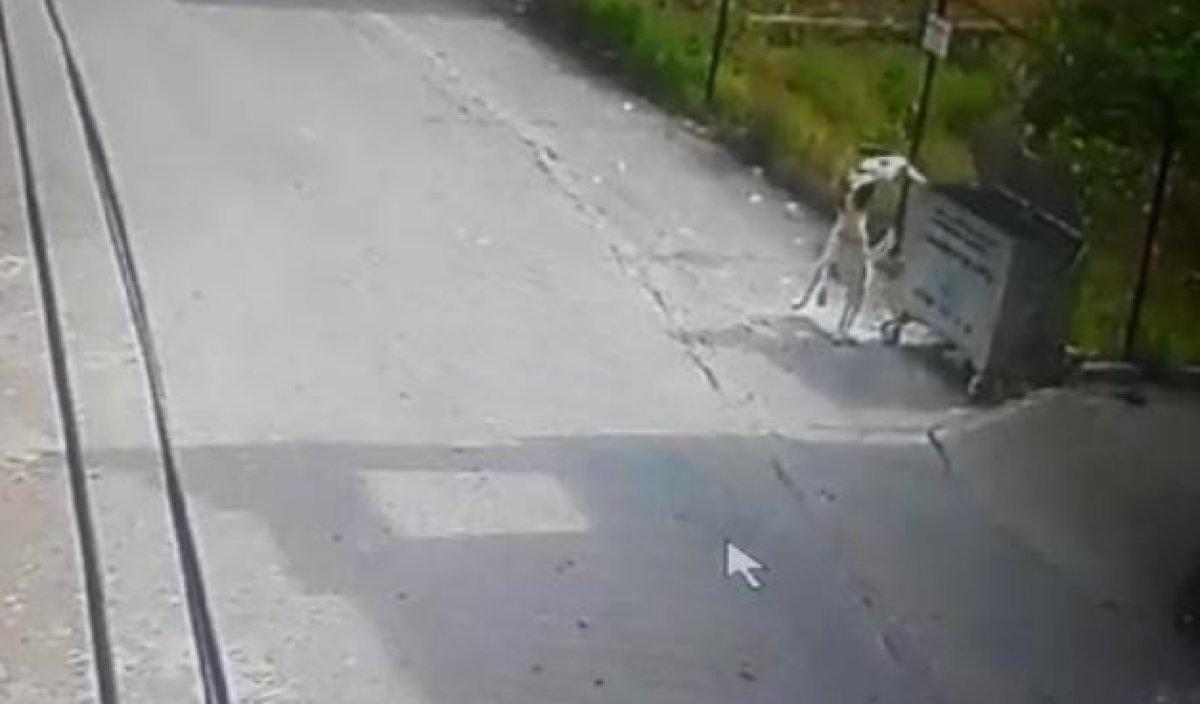Hatay'da köpeğin saldırısına uğrayan kedi