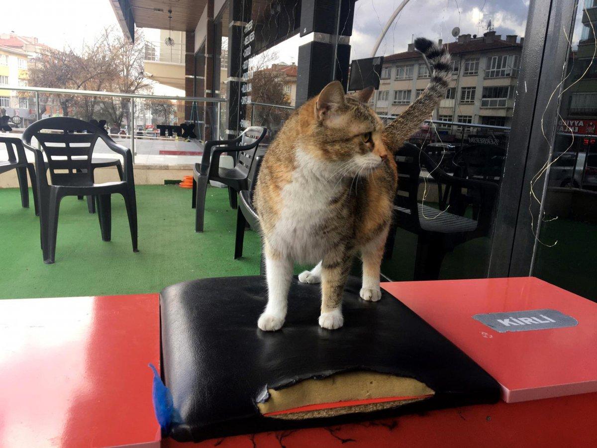 Ankara'da hamile kediye vuran kadına para cezası