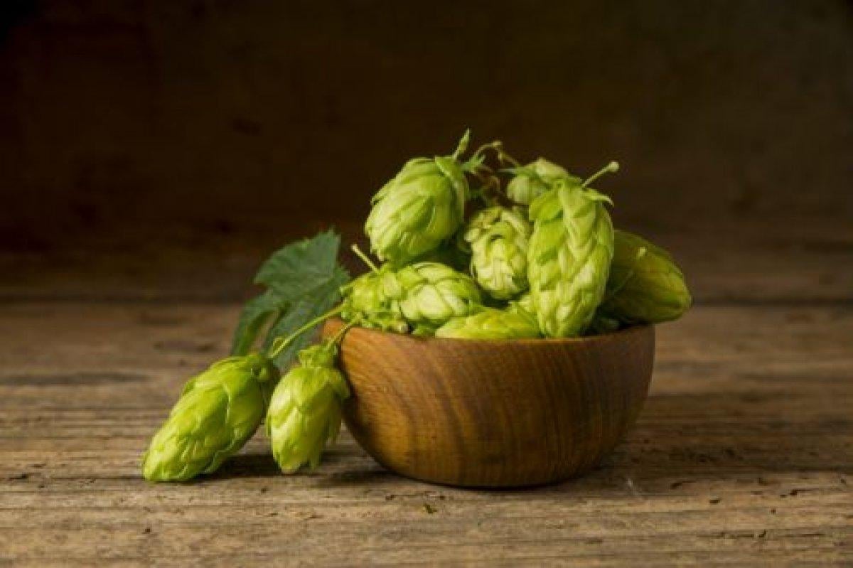 Şerbetçi otu nedir, faydaları nelerdir? Şerbetçi otu nasıl tüketilir?