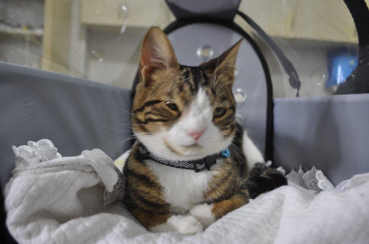 Muğla'da down sendromlu kedisine gözü gibi bakıyor