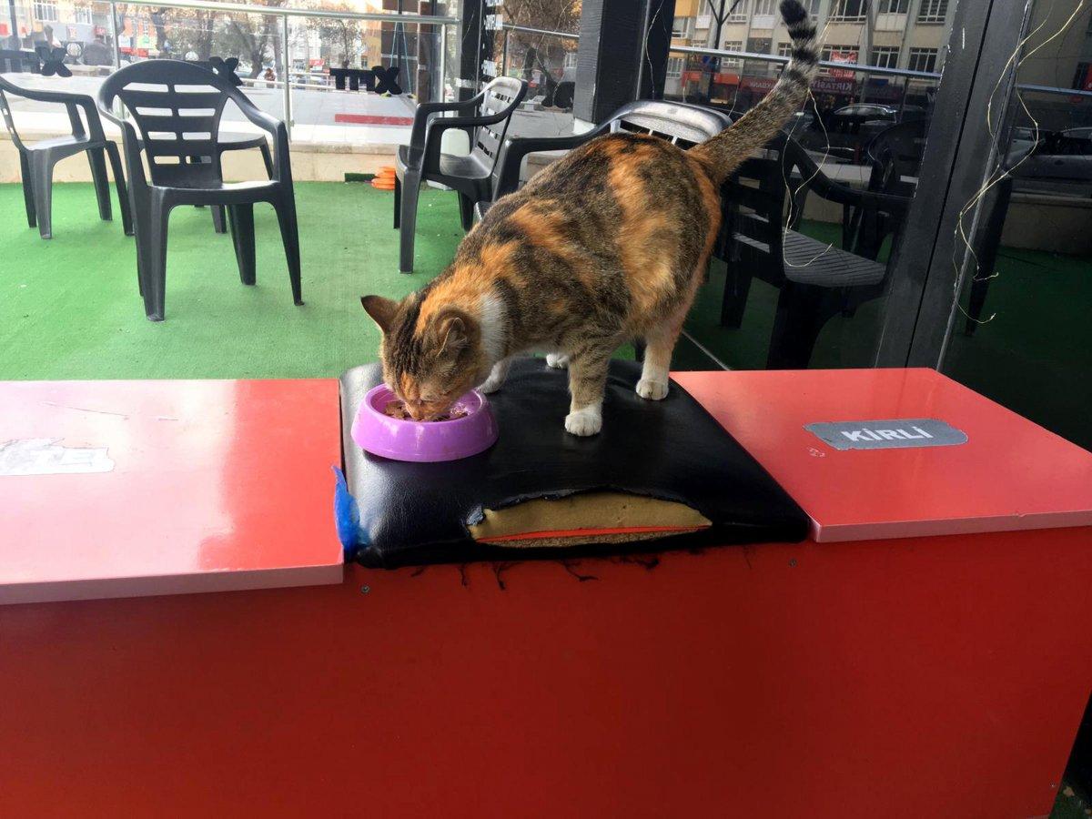 Ankara'da hamile kediye vuran kadına para cezası