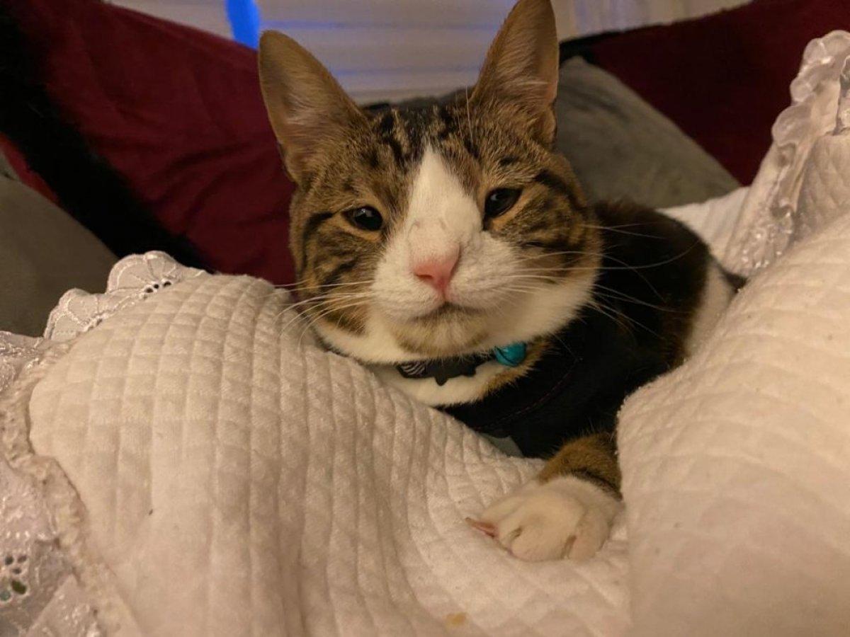 Muğla'da down sendromlu kedisine gözü gibi bakıyor