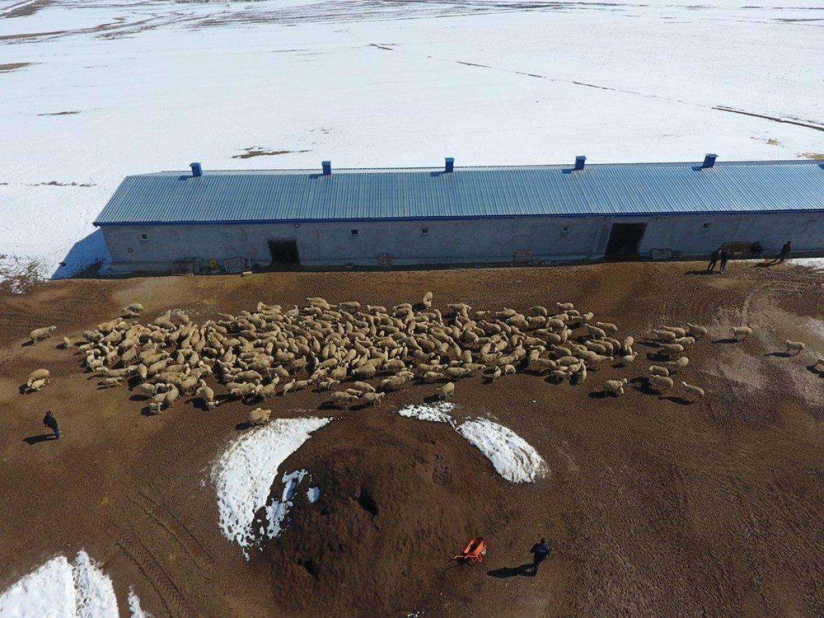 Kayseri'de 10 yıllık öğretmenliği bırakıp kuzularına döndü