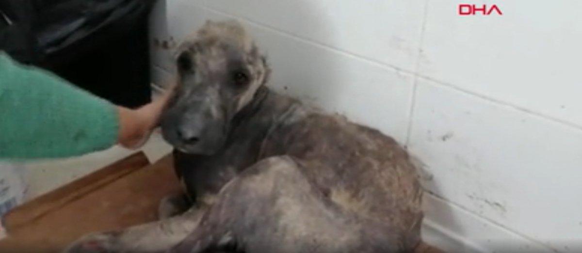 Osmaniye'de ölmek üzere bulunan köpek sağlığına kavuştu