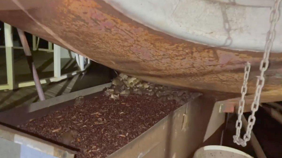 Avustralya’yı fareler bastı