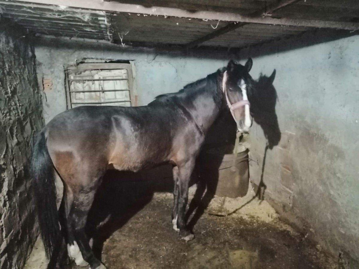 Hatay'da ata keserli işkence