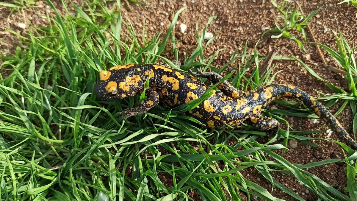 Batman’da benekli Anadolu semenderi görüldü