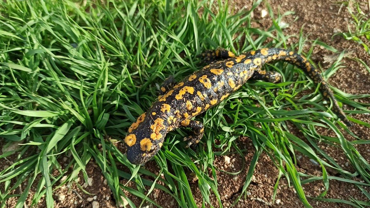 Batman’da benekli Anadolu semenderi görüldü