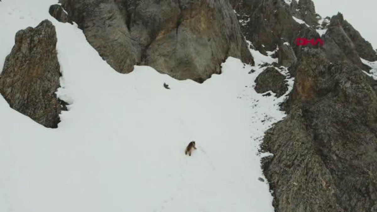 Tunceli'de kış uykusundan uyanan bozayılar