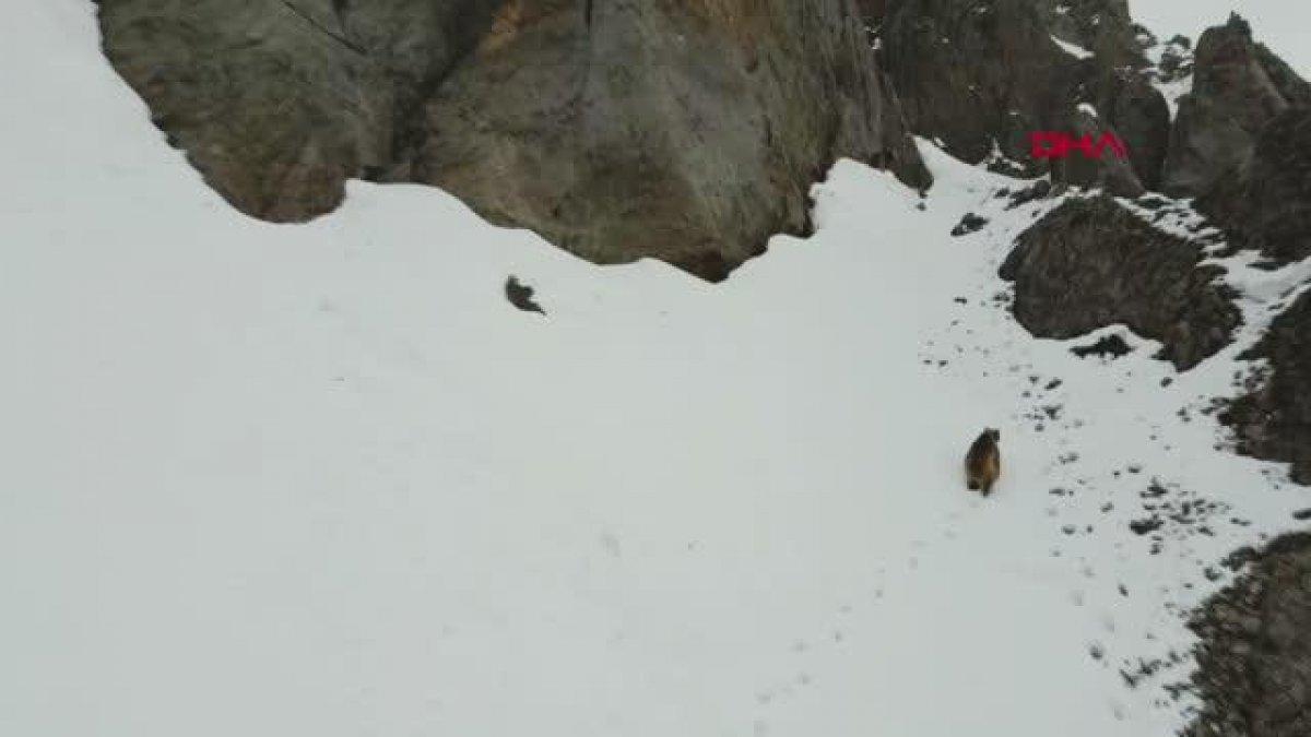 Tunceli'de kış uykusundan uyanan bozayılar
