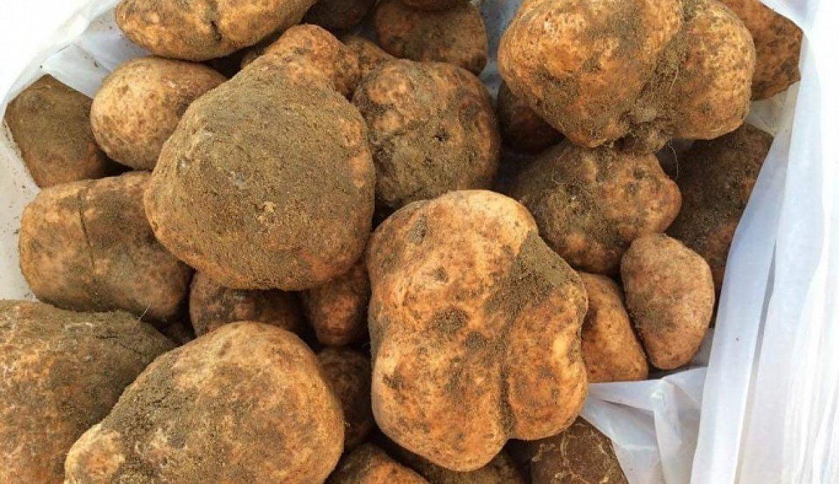 Keme mantarı nedir, faydaları nelerdir? Keme mantarı nerede yetişir, zehirli mi?