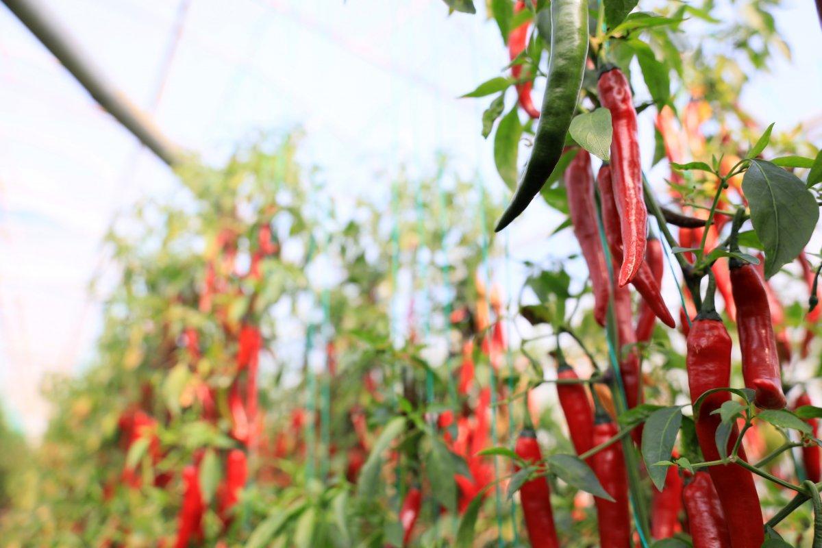 Acı biberin faydaları
