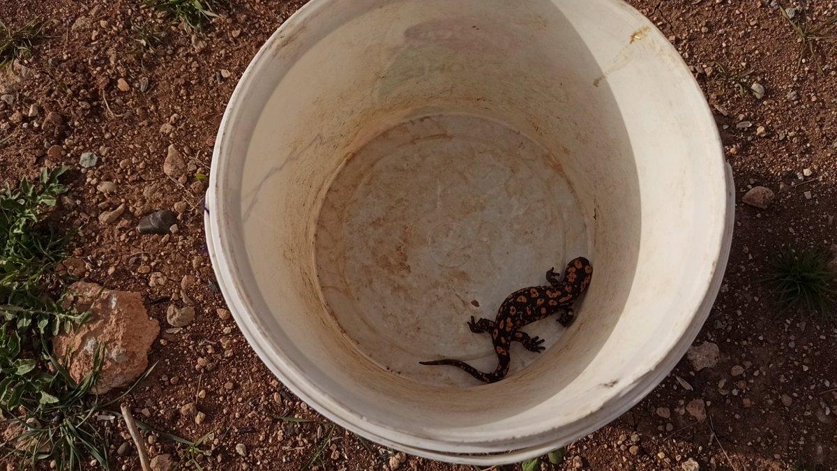 Batman’da benekli Anadolu semenderi görüldü