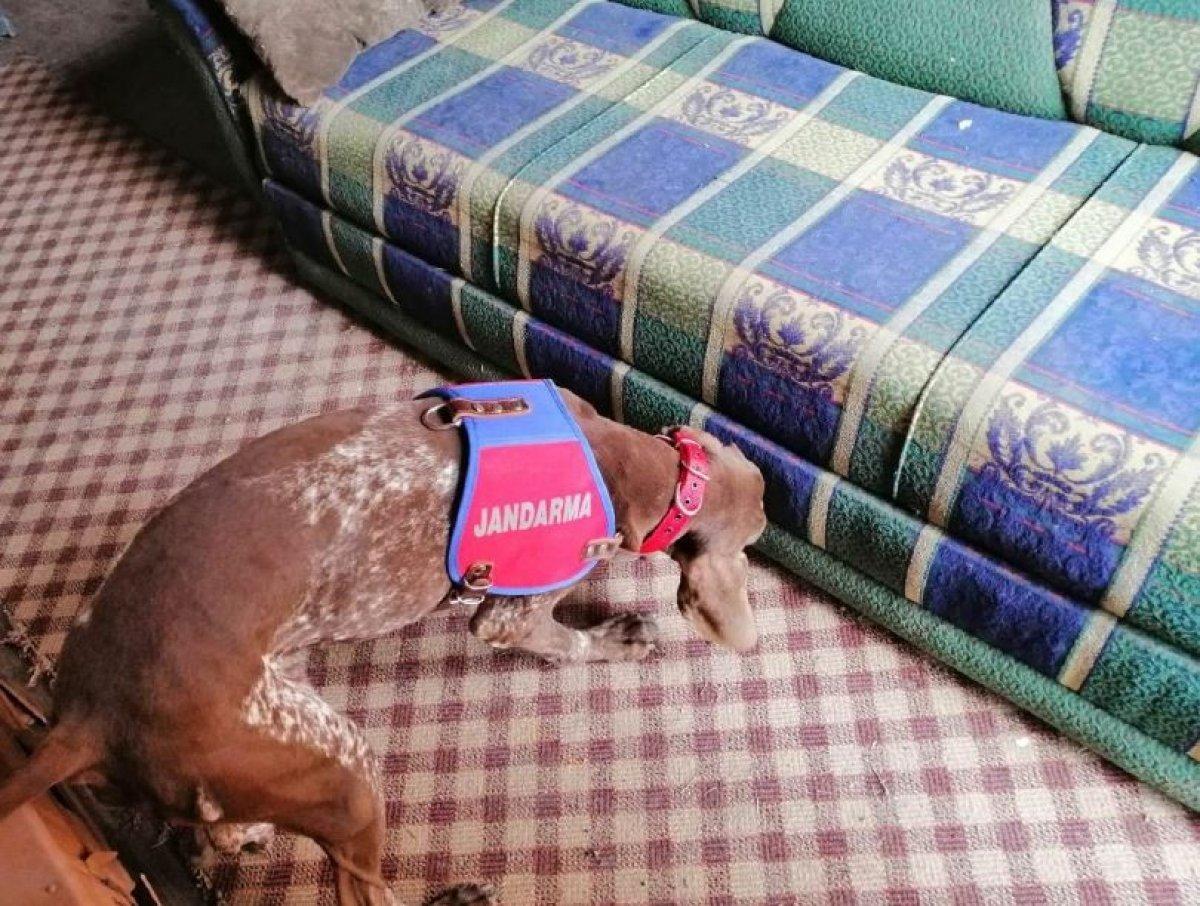 Karabük'te Narkotik köpeği 'Radar' uyuşturucuya geçit vermedi