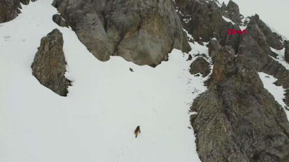 Tunceli'de kış uykusundan uyanan bozayılar