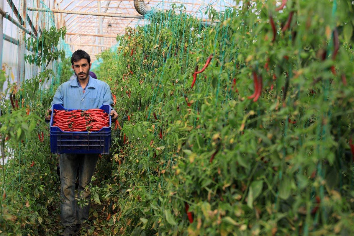 Acı biberin faydaları