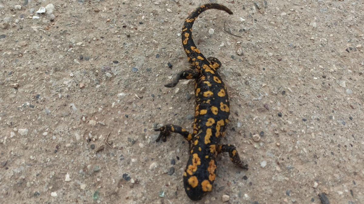 Batman’da benekli Anadolu semenderi görüldü