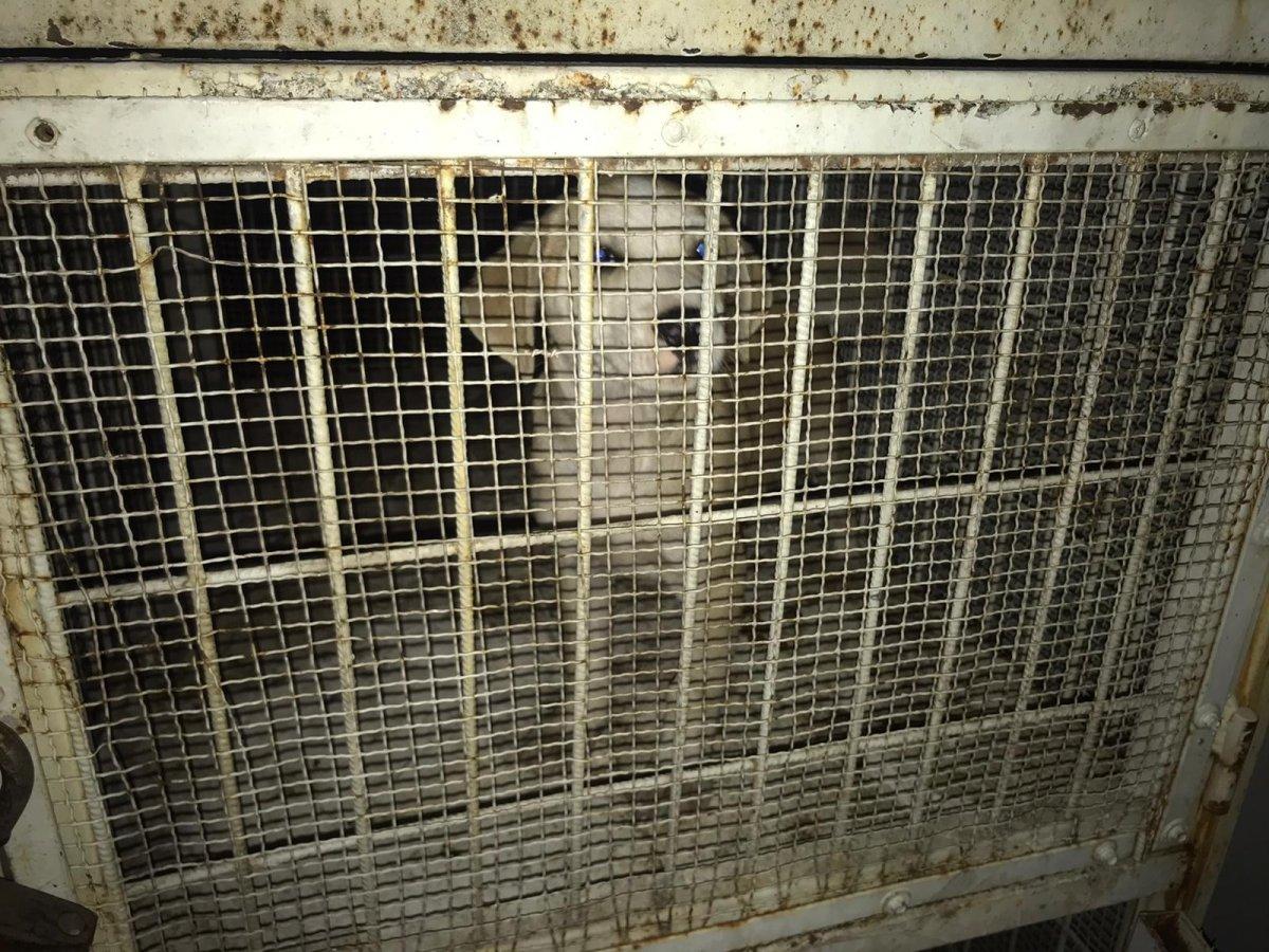 Bursa'da boynuna ip dolayıp ölüme terk ettiler