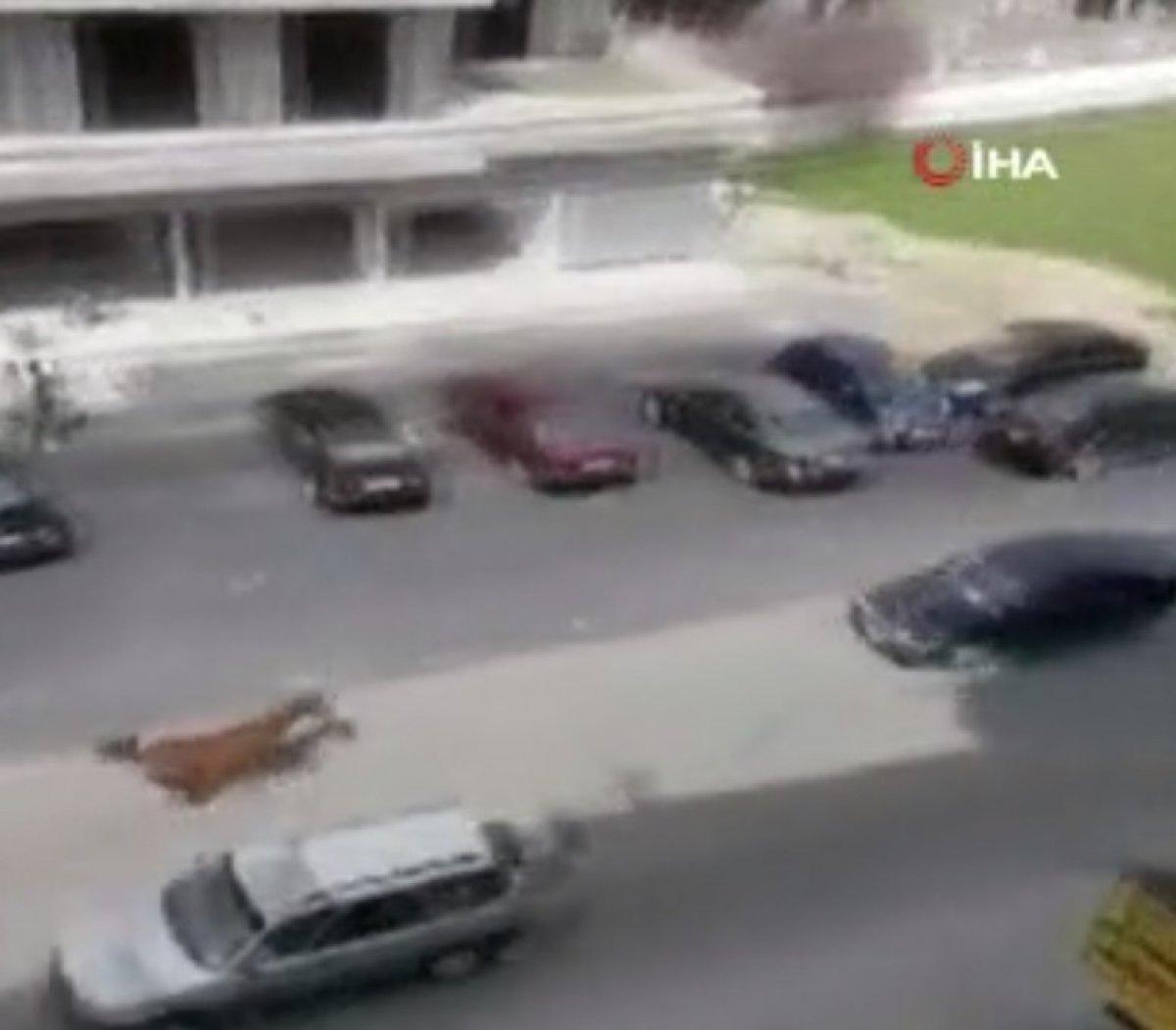 Lübnan'da sahipsiz at hızını alamadı, otomobile çarptı