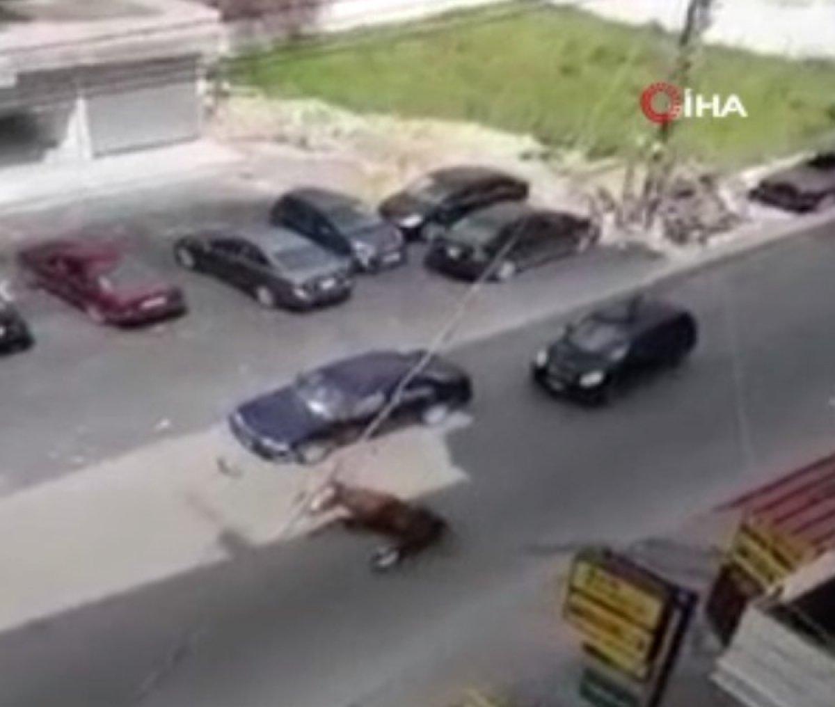 Lübnan'da sahipsiz at hızını alamadı, otomobile çarptı