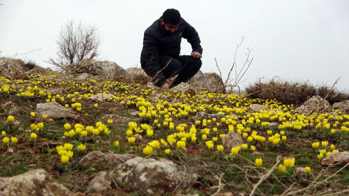 Yüksekova'da çiçek açan çiğdemler mest etti