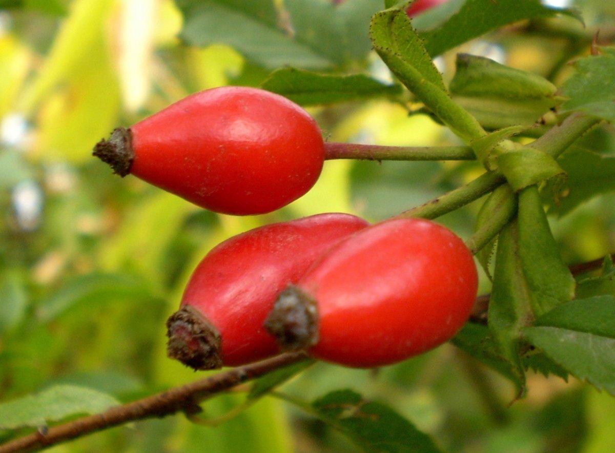 Kuşburnunun sağlığa faydaları