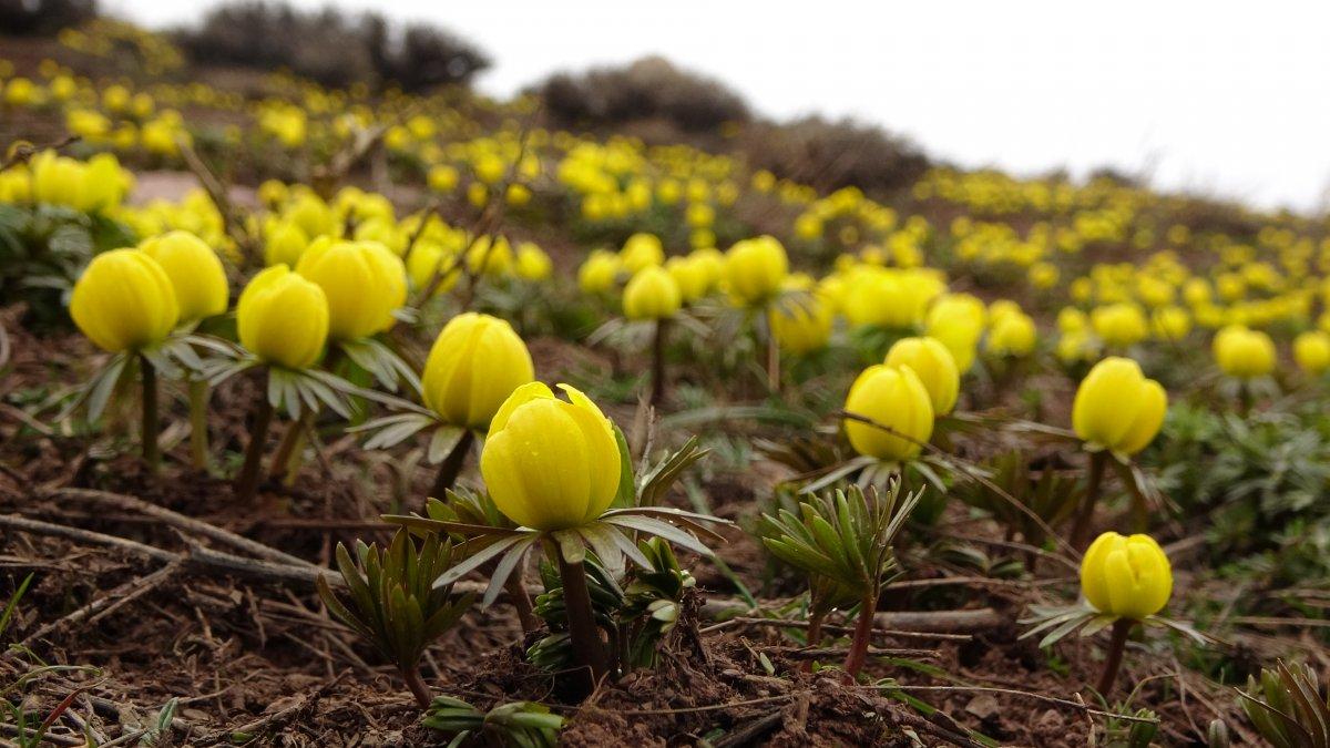 Yüksekova'da çiçek açan çiğdemler mest etti