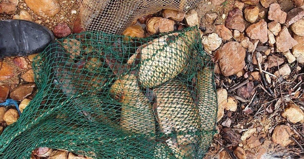 Muğla'da kaçak sazan balığı avlayan şahıs drone ile yakalandı