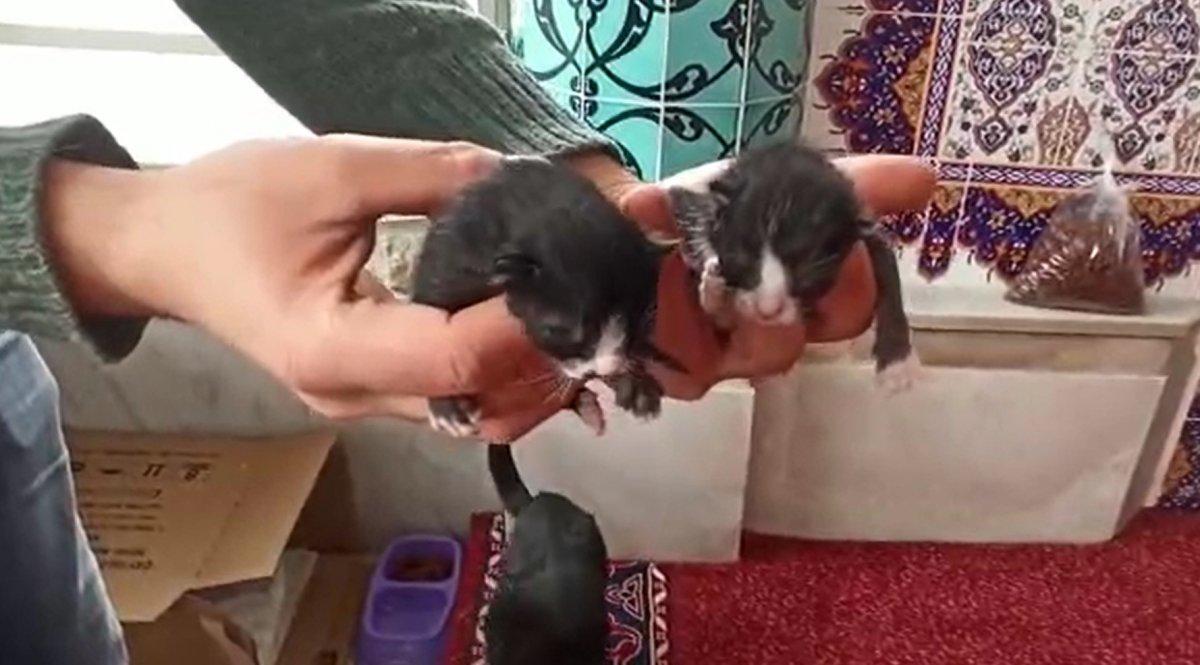 Bursa’da camide doğum yapan kediye cemaat sahip çıktı