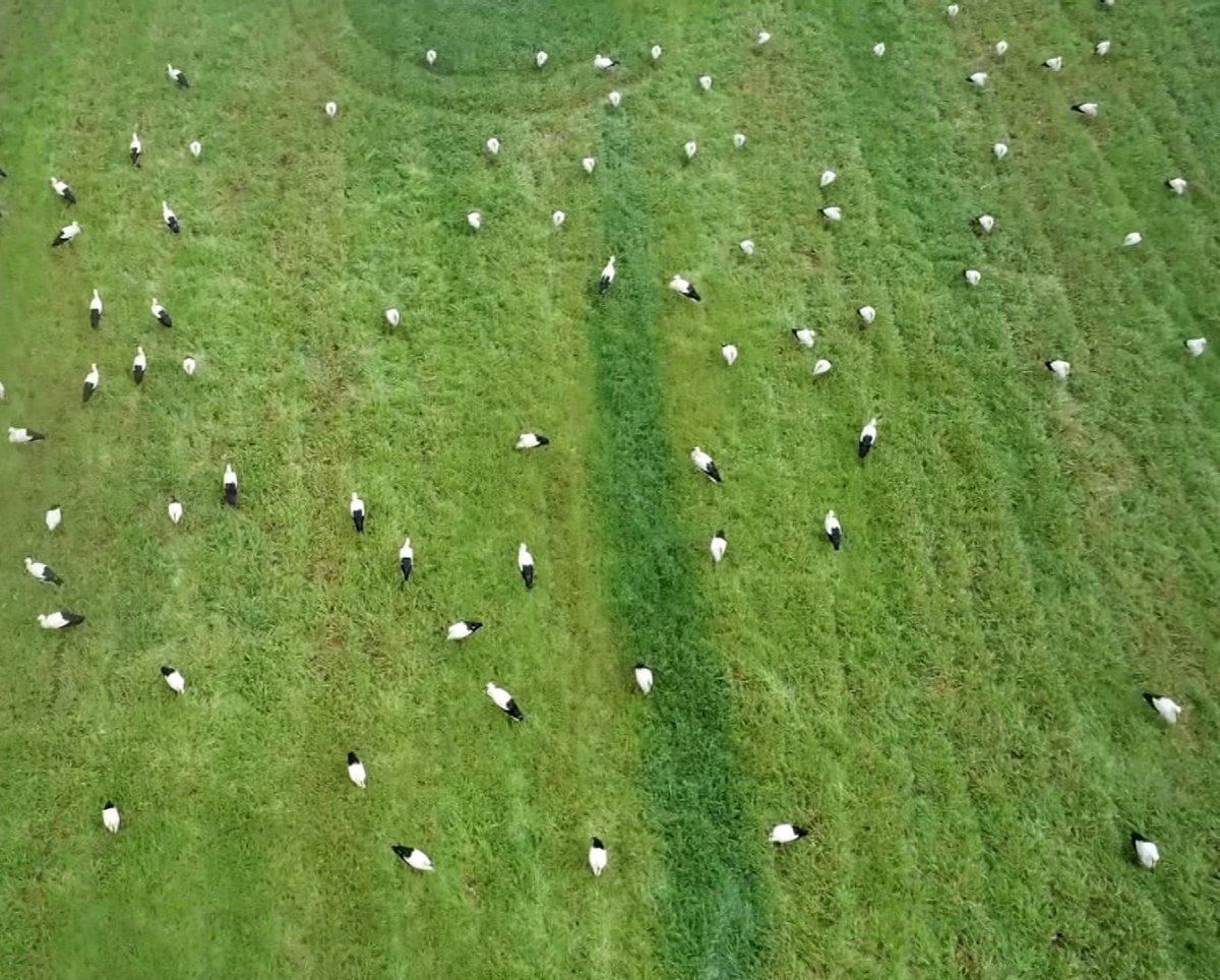 Çekmeköy’de göçe mola veren leylekler güzel görüntüler oluşturdu