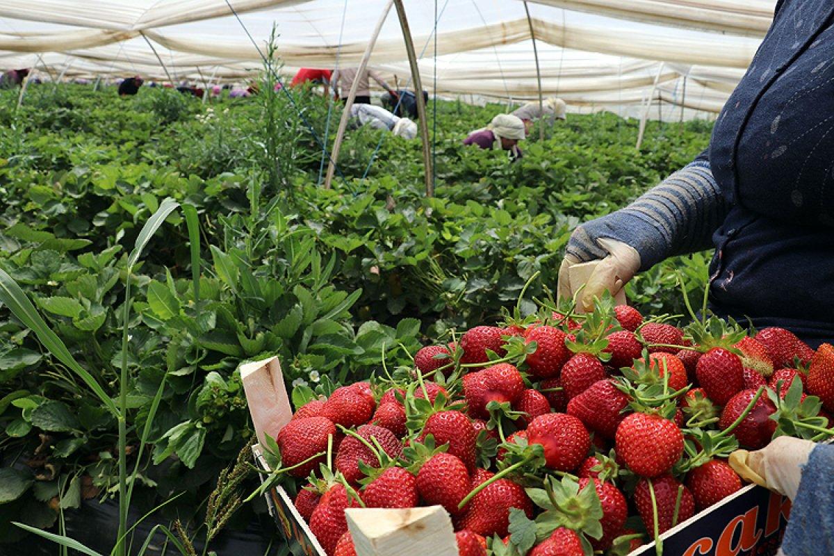 Topraksız alanda çilek üretimi arttı