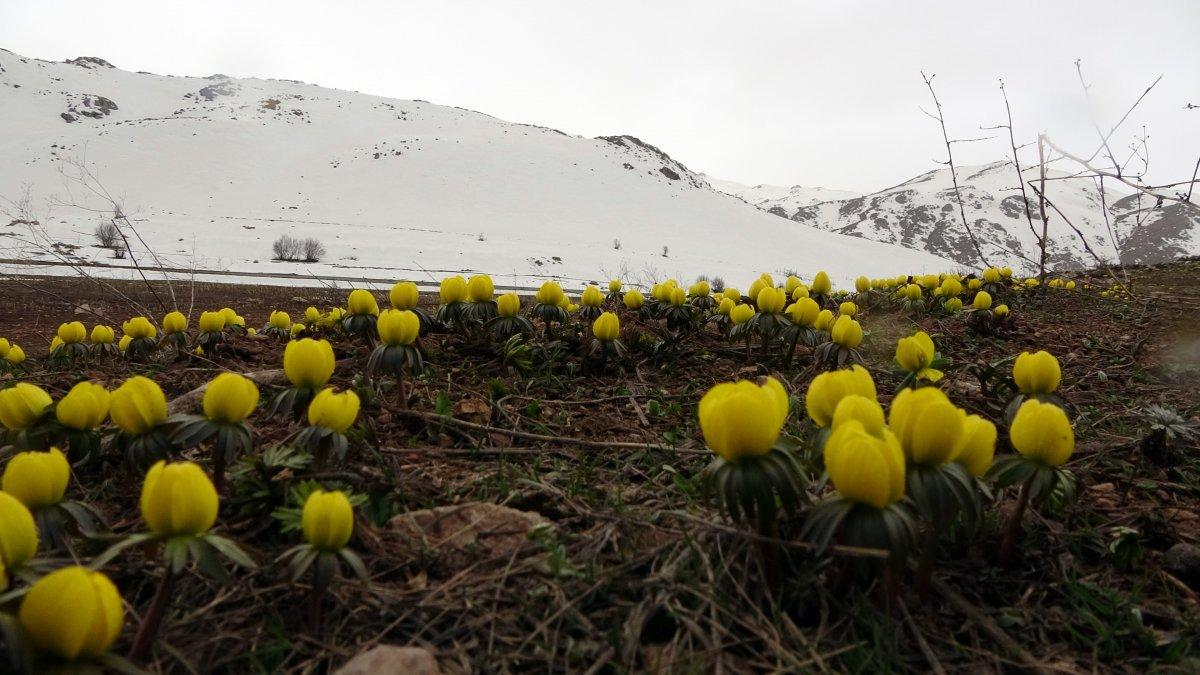 Yüksekova'da çiçek açan çiğdemler mest etti