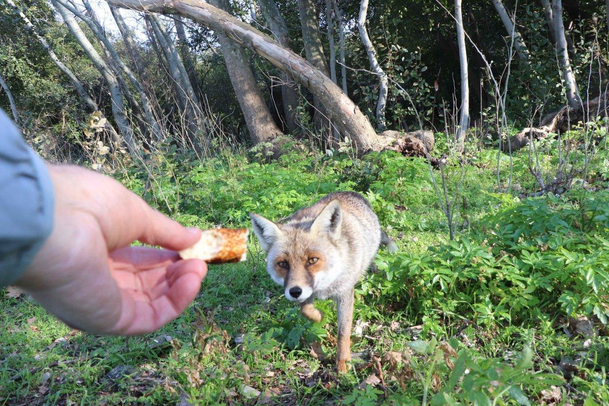 Aydın'da karşılaştığı tilkiyi eliyle besledi