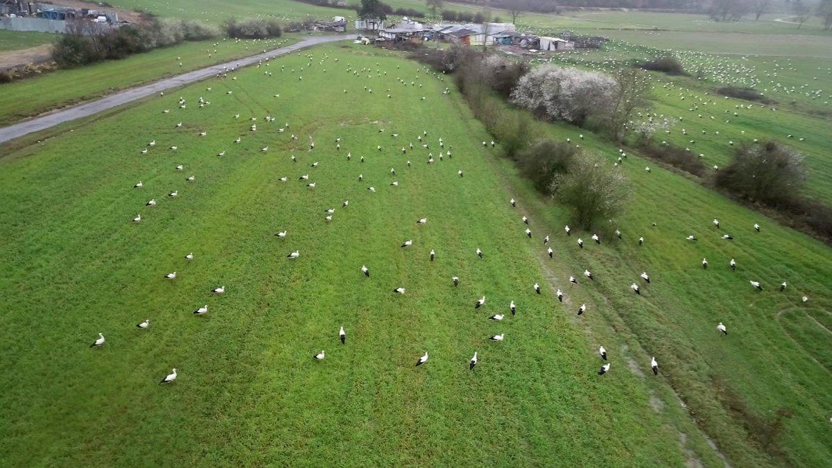 Çekmeköy’de göçe mola veren leylekler güzel görüntüler oluşturdu