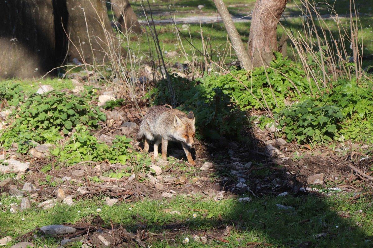 Aydın'da karşılaştığı tilkiyi eliyle besledi