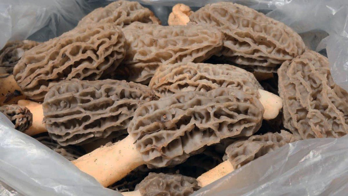 Kuzugöbeğinin fiyatı altınla yarışıyor