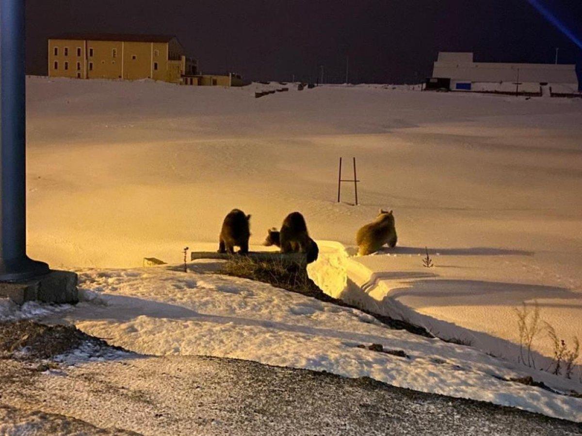 Sarıkamış'ta ayılar şehre indi