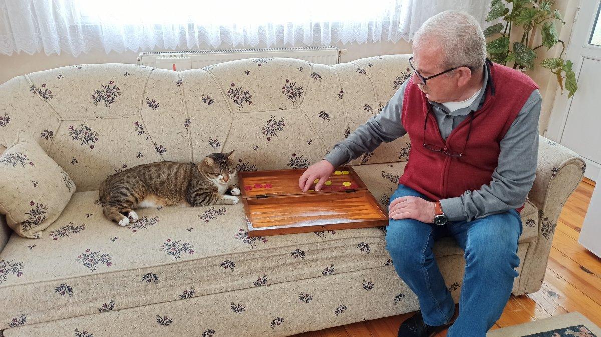 Artvin'de tavla düşkünü kedi