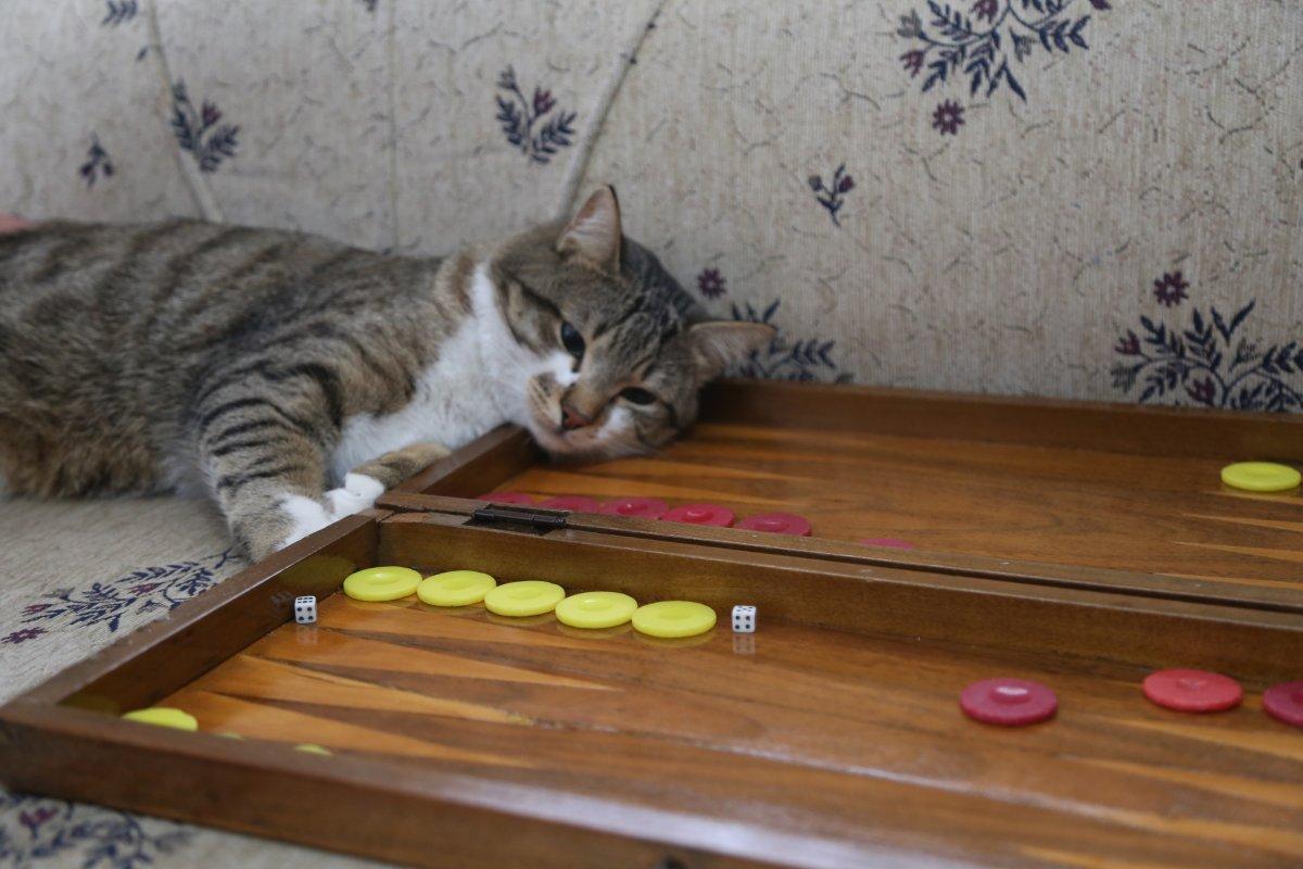 Artvin'de tavla düşkünü kedi